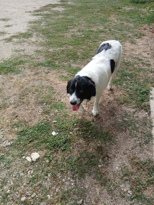 Ofer spre adopție