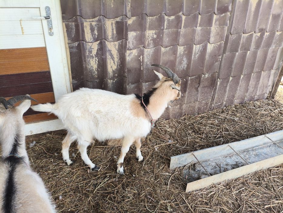 Сүтті ешкі тұқымынды шыбыштар сатылады