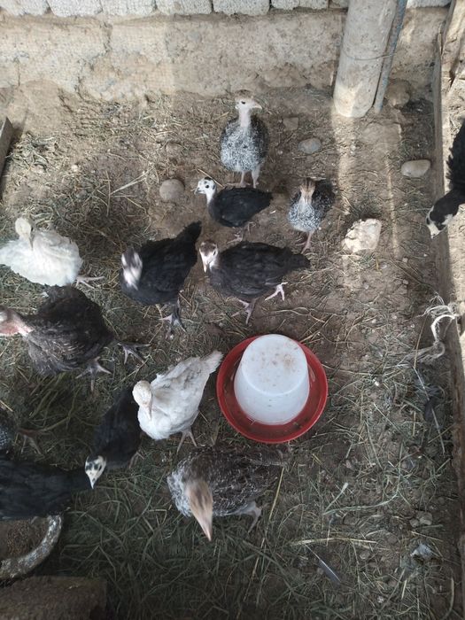 Продам индющат возрасть пол тора месяца