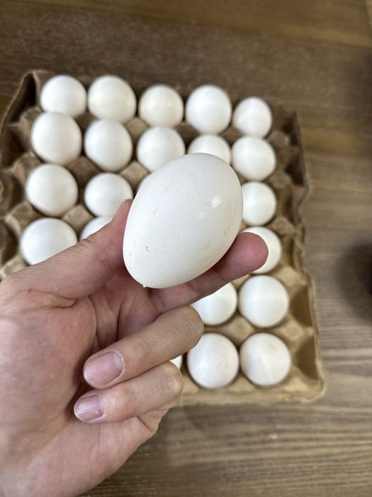 Продажа оптом домашних куриных яиц