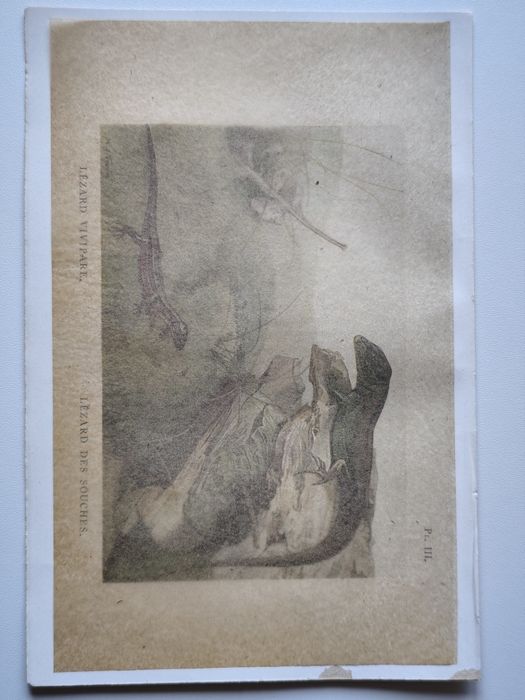 PLANȘĂ-ȘOPÂRLE – Planșă Color Veche, Rollinat, 1934