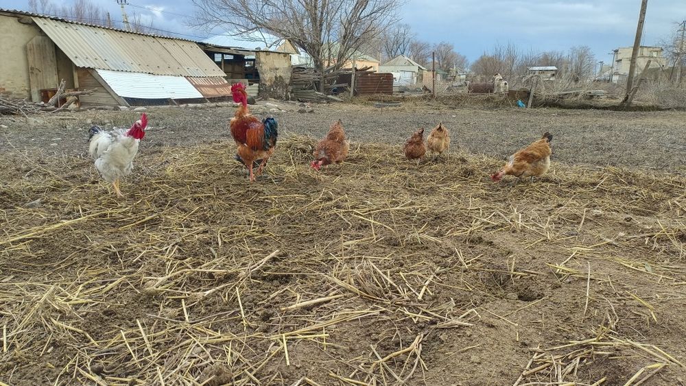 Инкубационные яйца