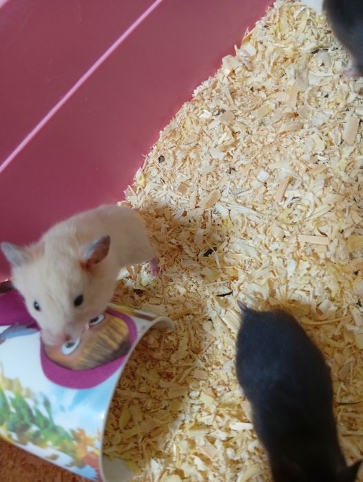 Продам в хорошие руки