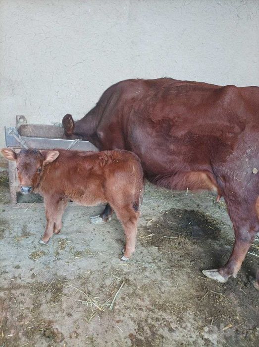 Ona bola sigir sotiladi