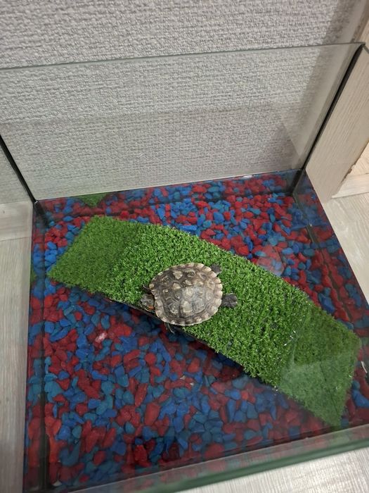 Продам краснаухая черепаху