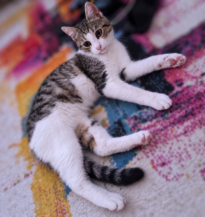 Adoptie pisica Bucuresti-Ilfov