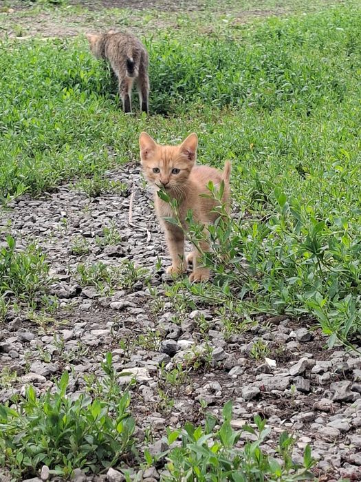 Отдам в добрые руки котят бесплатно