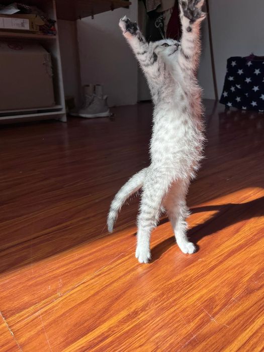 Продается шотландская вислоухая кошечка