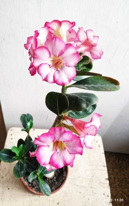 Комнатный цветок адениум