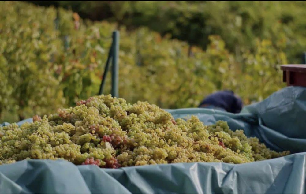Struguri de vin producator