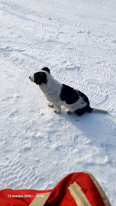 Отдам в добрые руки