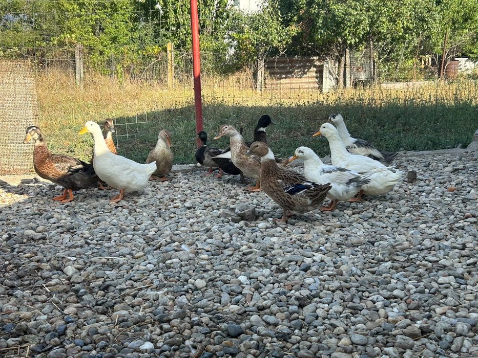 Vând rate românești