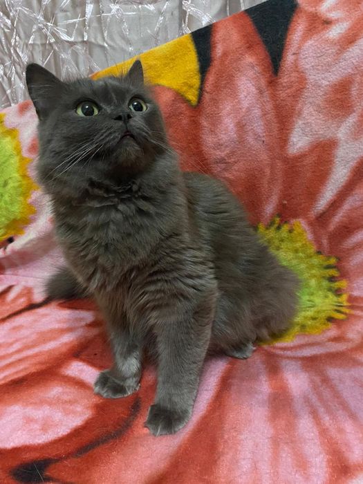 Кошечка отдаю в самые добрые руки