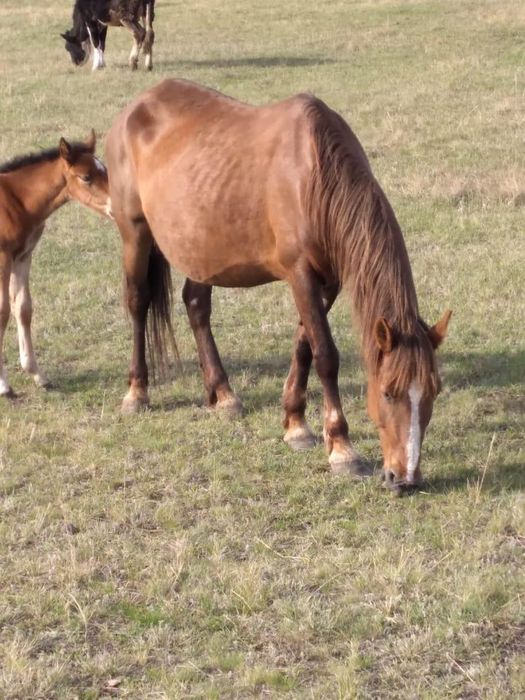 Продам кобылу бие сатамын