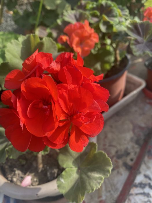 Герани цветущие комнтаные растения