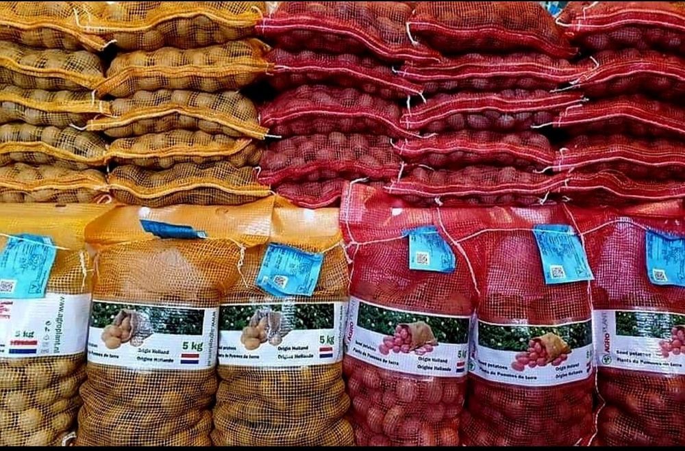 Cartofi sămânță de Olanda și România