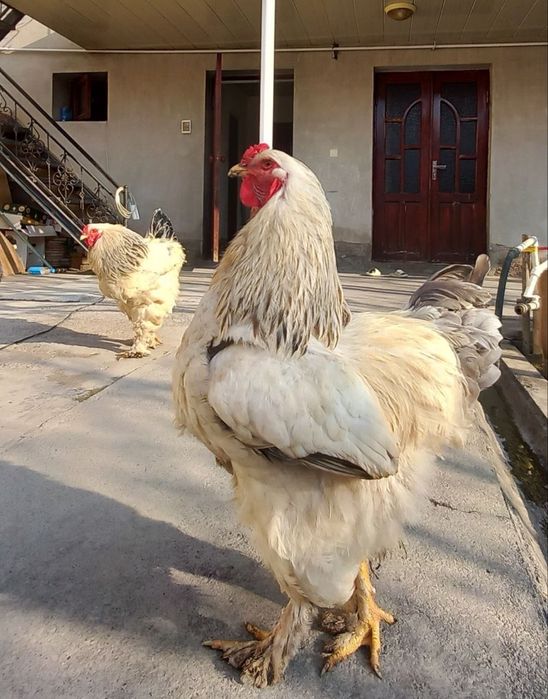 Zotli xòroz yoshga tòlmagan