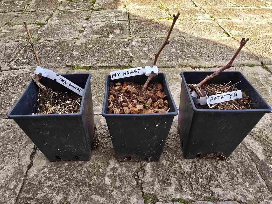 Вкоренени лози десертни бутикови сортове