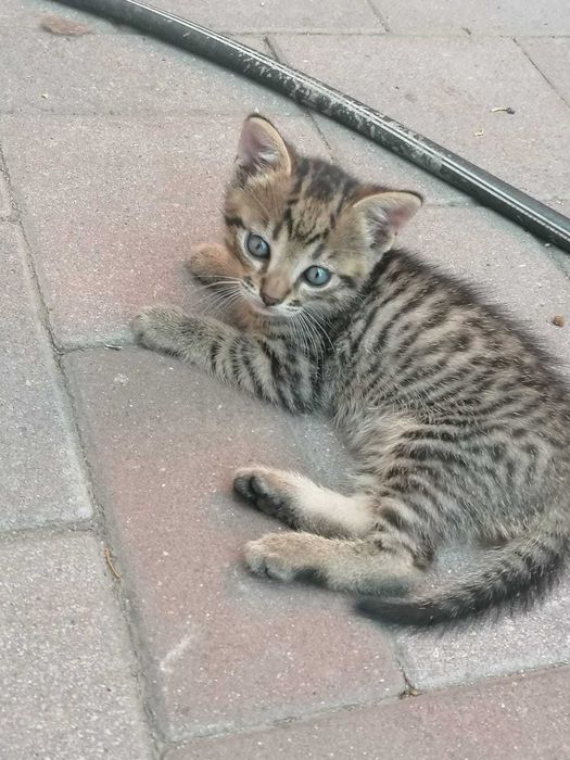 Donez pisici jucausi