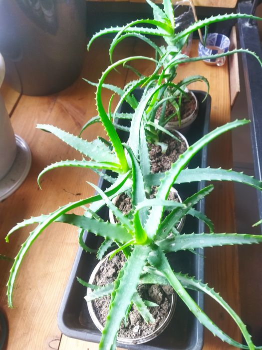 Алоэ лечебный столетник