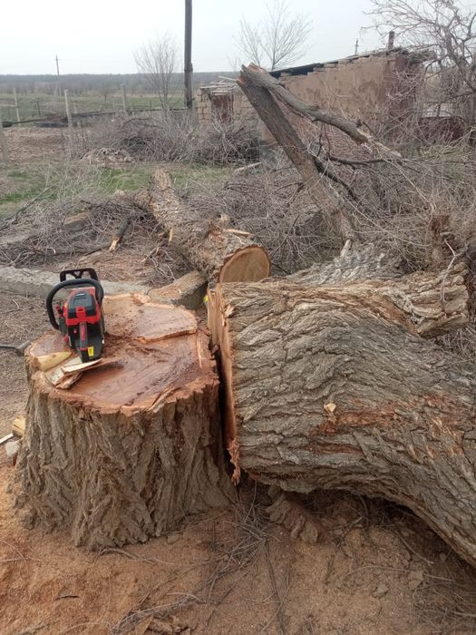 Пилем и продаём дерево