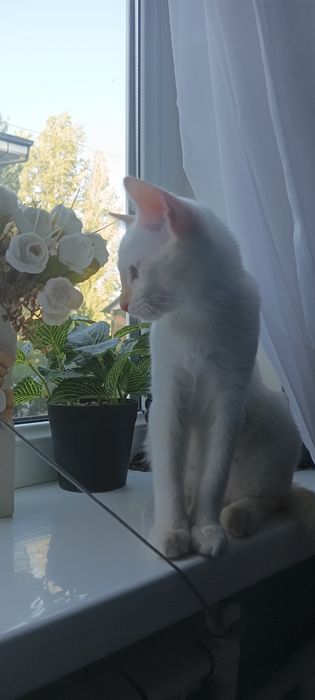 Котёнок в хорошие руки