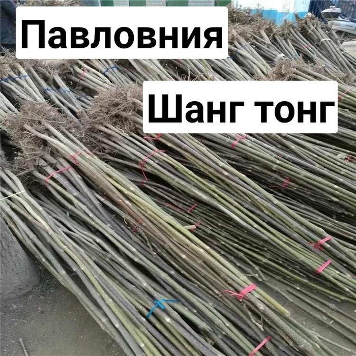 ,Павловния быстрорастущее дерево сорт Шанг Тонг