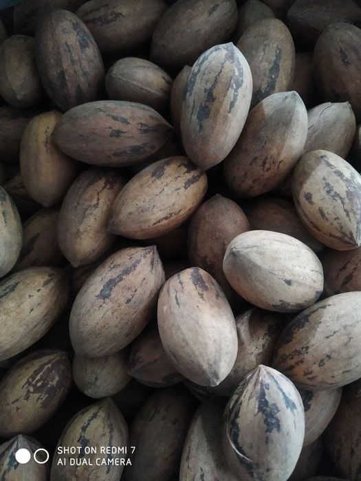 Пекан ёнғоқ кўчати сотилади - Pekan yong`oq kuchati