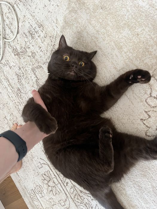 Кот Британец, ищет подругу для вязки.