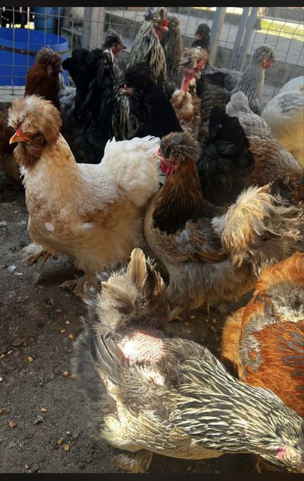 Oua Gaini Motate Incaltate Barboase