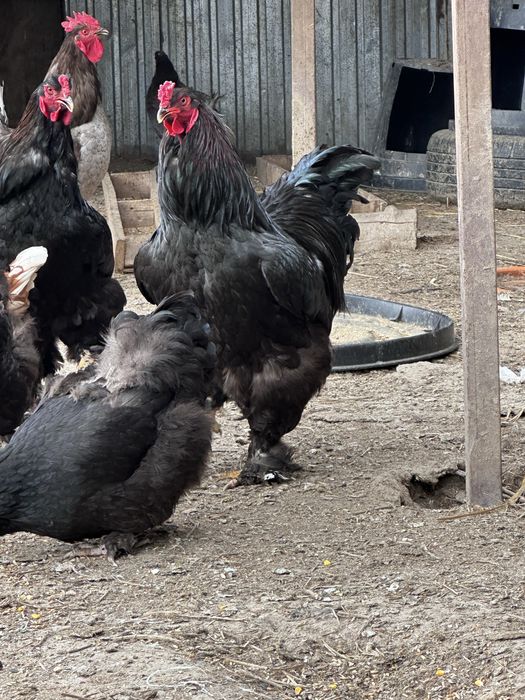 Петухи брама молодые