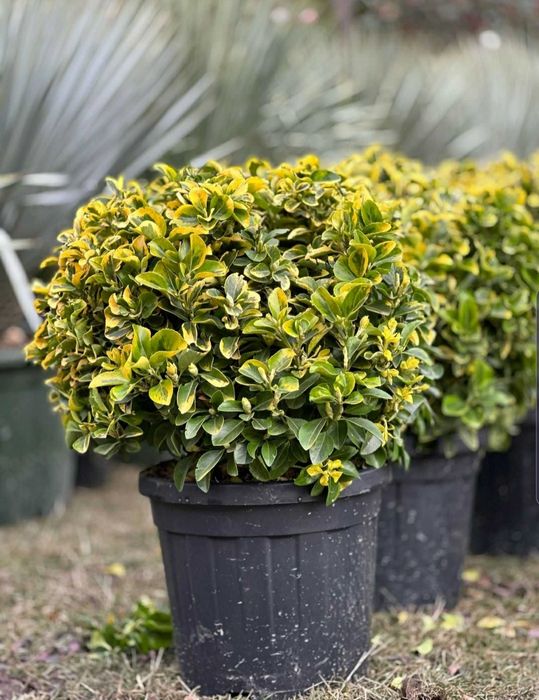 Plante ornamentale