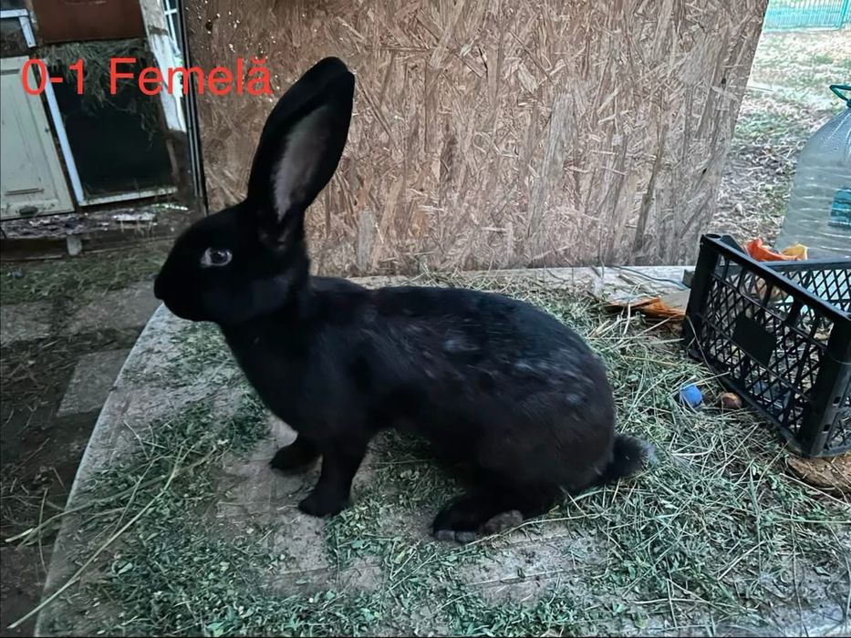 Tineret Uriaș pestriț german de vânzare