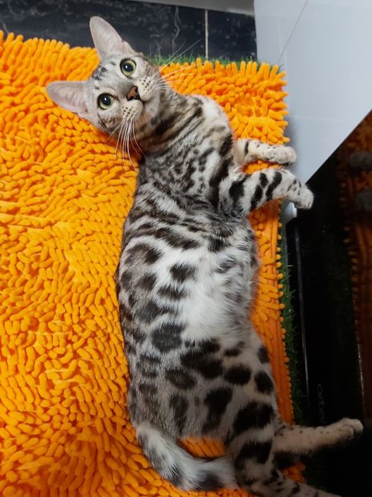 Серебряные Бенгалы ( котята и подростки ) - !