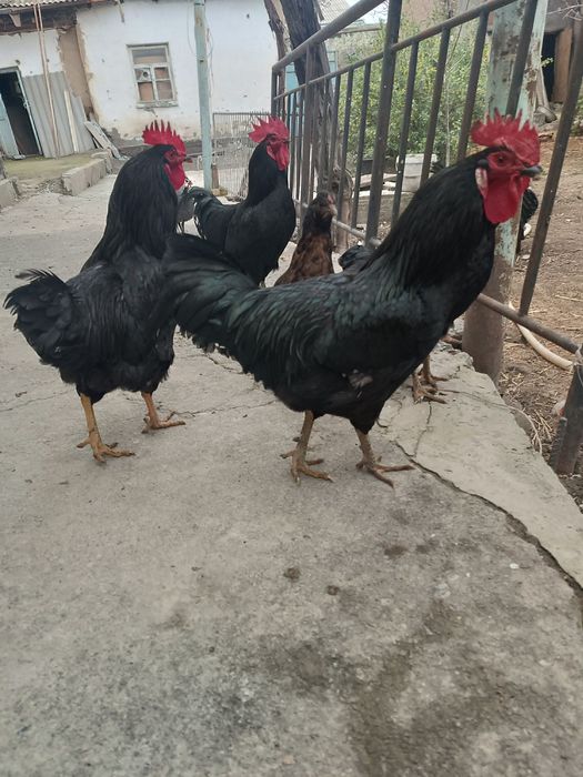 Ushbu yosh xoʻroz sotiladi