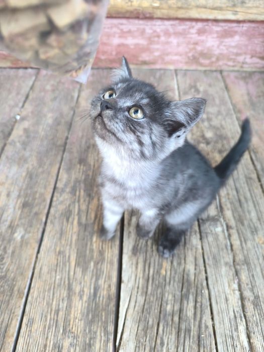 Отдам бесплатно котят в добрые руки