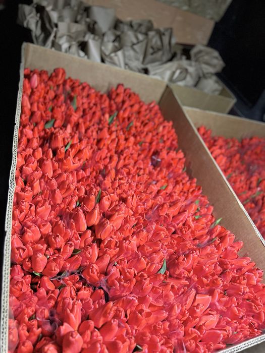 Тюльпаны оптом и в розницу