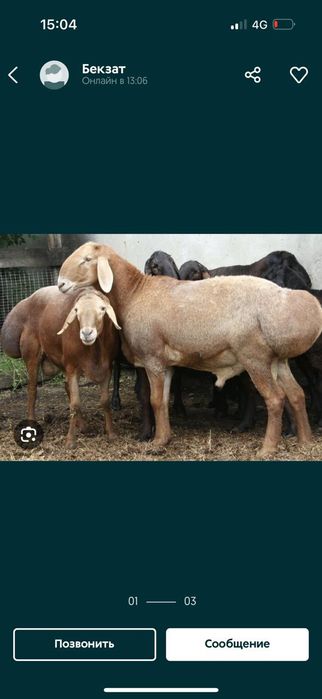 Кой кошкар токты баран