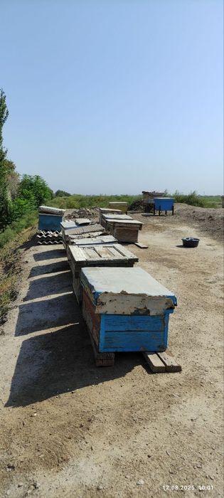 Asalari oilasi sotiladi