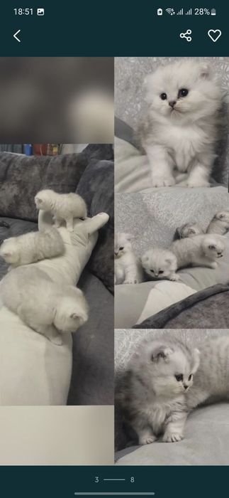 Вязка, кот с опытом , для вислоухих и прямоухих