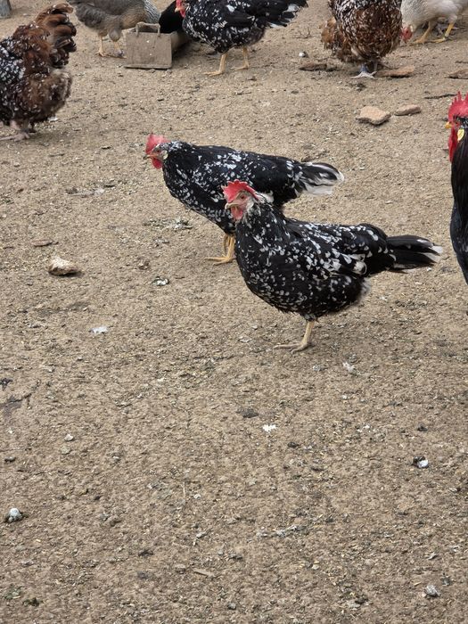 Gaini italiene bobate  4+1