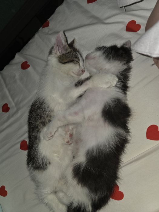 2 котят этап взросления,