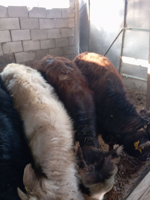 Продам бычков домашних