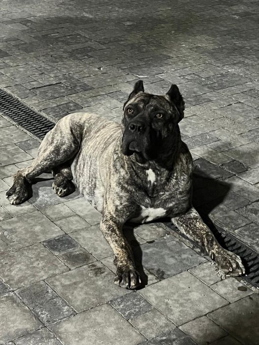 Кане-корсо кобель