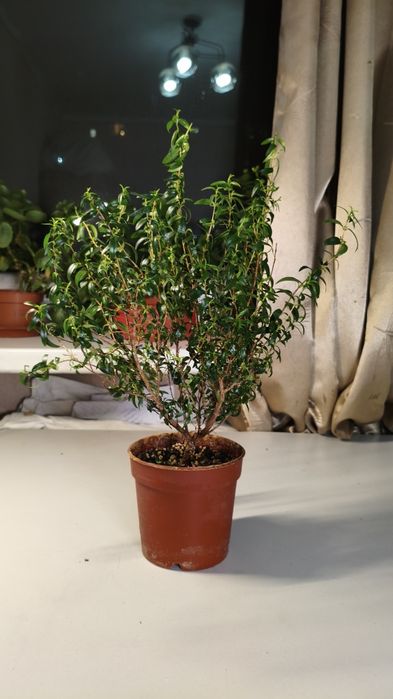 Миртовое дерево Комнатные растения