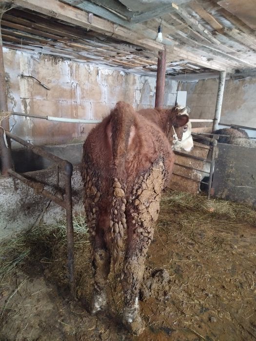 Бука сатылады екы жасар