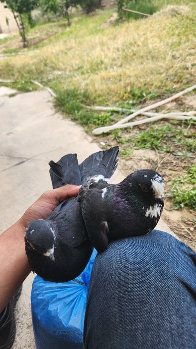 Кайнар булак дача