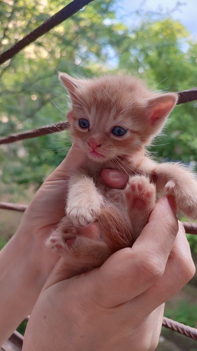 Котятки ребятки в добрый дом, в добрые ручки!!!