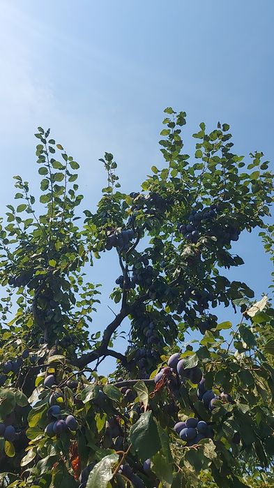 Vand prune  tuleu gras +arjian