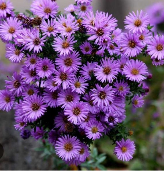 Цветы кустом сентябринки